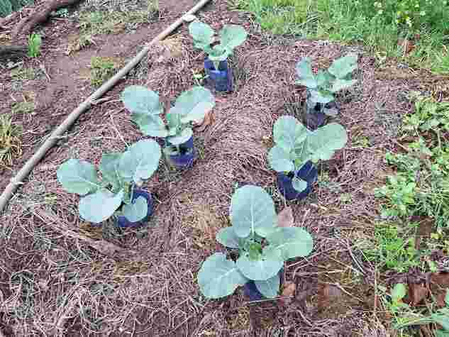 cultivo de hortalizas