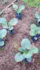 cultivo de hortalizas